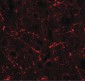 CCL4 / SYCA4 Antibody (Internal)